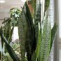 Sanseviera Hyacinthoides ~ Mother In Law Tongue ~ Bowstring Hemp