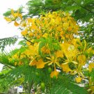 Delonix Regia Var. Flavida or Flava 10 Seeds, Yellow Golden Poinciana Tree Delonix Regia Var. Flavida or Flava 10 Seeds, Yellow Golden Poinciana Tree