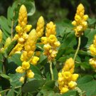 Cassia Alata 100 Seeds Golden Shrub Tree Perennial Butterfly Candlestick Flowers Cassia Alata 100 Seeds Golden Shrub Tree Perennial Butterfly Candlestick Flowers