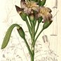 Oroxylum Indicum 6 Seeds, Midnight Horror Tree, Edible Indian Trumpet Flower