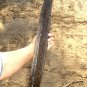 Oroxylum Indicum 6 Seeds, Midnight Horror Tree, Edible Indian Trumpet Flower