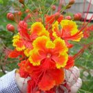 Caesalpinia Pulcherrima Shrub / Tree, Great For smaller Yards 100 Seeds Caesalpinia Pulcherrima Shrub / Tree, Great For smaller Yards 100 Seeds