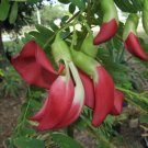 Sesbania Grandiflora Tree 100 Seeds, Scarlet Wisteria Humming Bird Tree