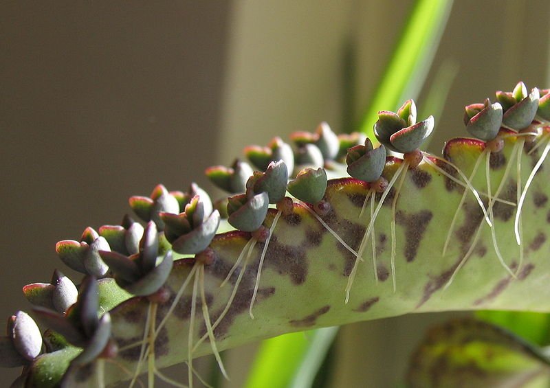 3 Kalanchoe Daigremontiana Succulents~ Leopard Spots ~mother Of Million