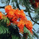 Colvillea Racemosa Tree 8 Seeds, Rich Orange Colville's Glory Madagascar Colvillea Racemosa Tree 8 Seeds, Rich Orange Colville's Glory Madagascar