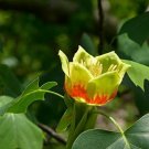 Liriodendron Tulipifera 10 Seeds, Tulip Poplar Tree COLD HARDY
