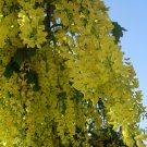 Laburnum Anagyroides, Golden Chain Tree 20 Seeds, Cold Hardy Laburnum Anagyroides, Golden Chain Tree 20 Seeds, Cold Hardy