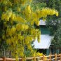 Laburnum Anagyroides, Golden Chain Tree 500 Seeds, Cold Hardy