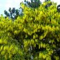 Laburnum Anagyroides, Golden Chain Tree 500 Seeds, Cold Hardy