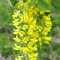 Laburnum Anagyroides, Golden Chain Tree 500 Seeds, Cold Hardy