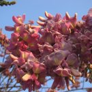 Gliricidia Sepium Tree 100 Seeds, Nitrogen Fixing Medicinal Landscape