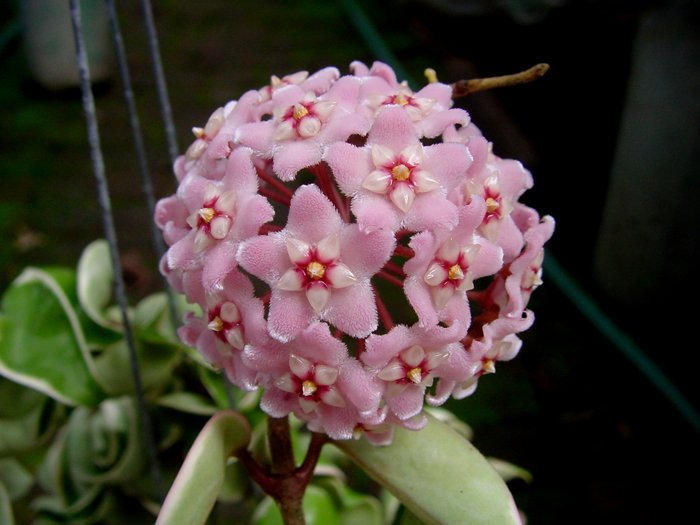 Hoya Variegated Hindu Wax Rope PLANT