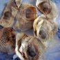 Oroxylum Indicum 6 Seeds, Midnight Horror Tree, Edible Indian Trumpet Flower
