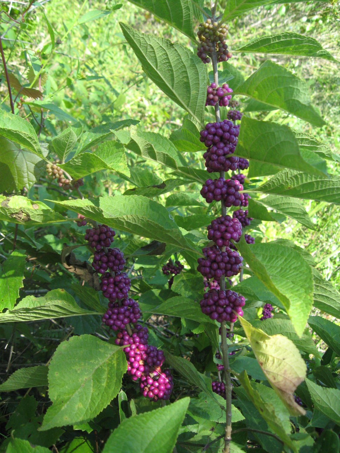 Callicarpa Dichotoma 40 Seeds Purple Beauty Berry Shrub 7637