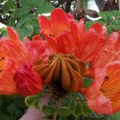 Spathodea Campanulata 500 Seeds, Flowering African Tulip Tree Spathodea Campanulata 500 Seeds, Flowering African Tulip Tree