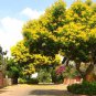 Peltophorum Pterocarpum, Beautiful Copper Pod Tree 500 Seeds