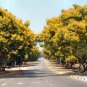 Peltophorum Pterocarpum, Beautiful Copper Pod Tree 500 Seeds