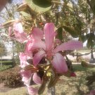 Bauhinia Purpurea, Pink/Purple Orchid Tree 10 Seeds, Camel's Foot