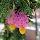 Dichrostachys Cinerea 10 Seeds, Chinese Lantern, Sickle Bush Shrub Dichrostachys Cinerea 10 Seeds, Chinese Lantern, Sickle Bush Shrub