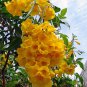 Tecoma Stans, Yellow Elder, Yellow Trumpet Bush Or Small Tree 20 Seeds