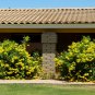 Tecoma Stans, Yellow Elder, Yellow Trumpet Bush Or Small Tree 20 Seeds