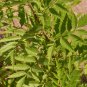 Tecoma Stans, Yellow Elder, Yellow Trumpet Bush Or Small Tree 20 Seeds