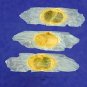 Tecoma Stans, Yellow Elder, Yellow Trumpet Bush Or Small Tree 20 Seeds