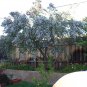 Psoralea Pinnata, Cold Hardy Kool Aid Bush or Small Tree, 8 Seeds