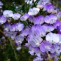 Psoralea Pinnata, Cold Hardy Kool Aid Bush or Small Tree, 8 Seeds
