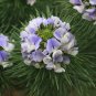 Psoralea Pinnata, Cold Hardy Kool Aid Bush or Small Tree, 8 Seeds