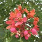 Cassia Roxburghii, Red Cassia Shower Tree 8 Seeds