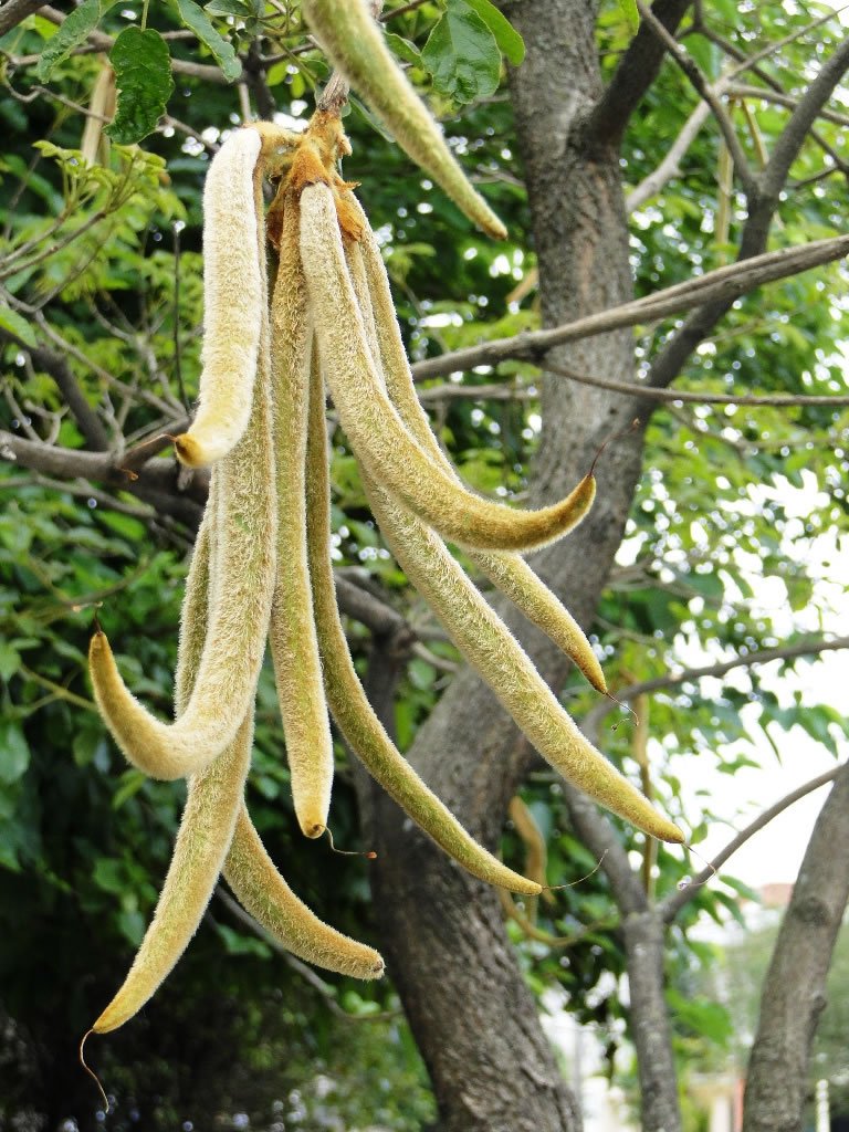Tabebuia Chrysotricha 500 Seeds, Golden Trumpet Tree