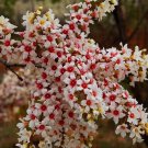 Xanthoceras Sorbifolium 5 Seeds, Hardy Yellowhorn Stunning Shrub or Small Tree