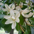 Michelia Macclurei Rare Magnolia Tree, 8 Seeds Extremely Fragrant