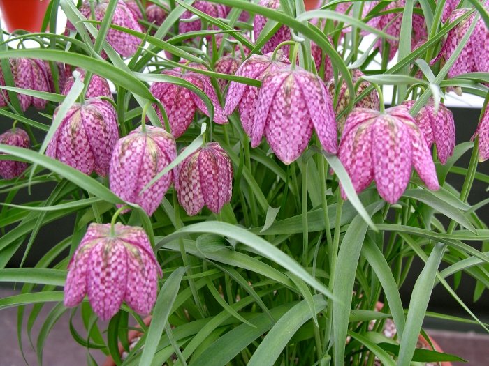 Fritillaria Meleagris 8 Seeds, Snake's Head Fritillary, Checkered Lily