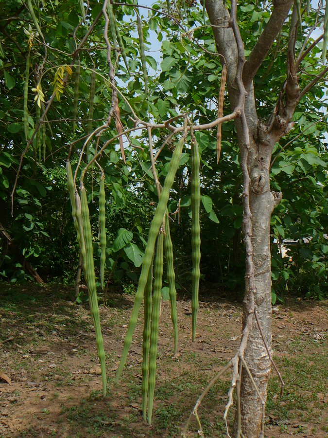 Moringa Oleifera / Pterygosperma, Horseradish Tree 10 Seeds