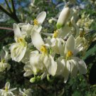 Moringa Oleifera / Pterygosperma, Horseradish Tree 500 Seeds Moringa Oleifera / Pterygosperma, Horseradish Tree 500 Seeds