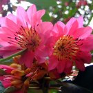 Rhodoleia Championii, Rare And Protected Hong Kong Rose, 500+ Seeds Rhodoleia Championii, Rare And Protected Hong Kong Rose, 500+ Seeds