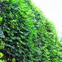 Rare Mucuna Macrocarpa, Rusty Leaf Muunai Vine Seed, Long Fruited