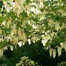 Davidia Involucrata Seed, Hardy Dove Tree, Handkerchief or Ghost Tree