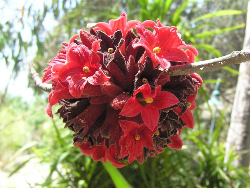 Brachychiton Bidwillii 5 Seeds, Australian Little Kurrajong Shrub or Tree