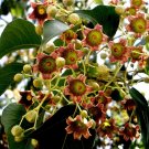 Brachychiton Populneus, Kurrajong Bottle Tree 5 Seeds Brachychiton Populneus, Kurrajong Bottle Tree 5 Seeds
