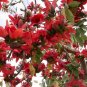 Bombax Ceiba Tree, Red Silk Cotton Kapok 350 Seeds