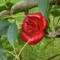 Bombax Ceiba Tree, Red Silk Cotton Kapok 350 Seeds