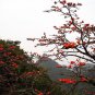 Bombax Ceiba Tree, Red Silk Cotton Kapok 800 Seeds