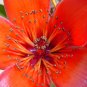 Bombax Ceiba Tree, Red Silk Cotton Kapok 800 Seeds