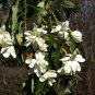 Michelia Excelsa Tree, The Temple Magnolia Doltsopa 10 Seeds