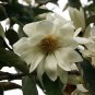 Michelia Excelsa Tree, The Temple Magnolia Doltsopa 10 Seeds