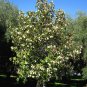 Michelia Excelsa Tree, The Temple Magnolia Doltsopa 10 Seeds
