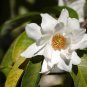 Michelia Excelsa Tree, The Temple Magnolia Doltsopa 10 Seeds